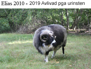 Elias dod.jpg